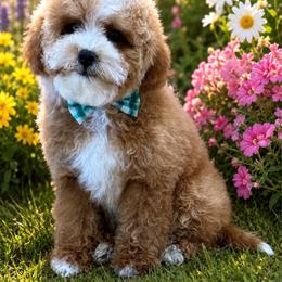 Leo - Apricot male Poodle puppy in Sauk Village, Illinois from Midwest Timberland Pups