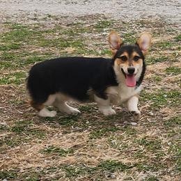 Clint - Black and tan male Pembroke Welsh Corgi puppy in Dunbar, Nebraska from Vintage Corgis