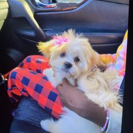 Lhasa Apso Puppies from Cynthia's Lhasa Apsos