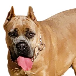 Cane Corso from Marcus Attilius Cane Corso
