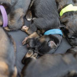 Blue Collar - Black and tan male German Shepherd puppy in Prospect, Connecticut from Di Massimo Canile