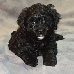 Cockapoos from Gold Heart Pups