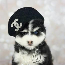 Thelma - Black and white female Pomsky puppy in Leesburg, Virginia from Capital Poms & Pomskies