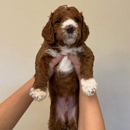 Pepper - Red  male Goldendoodle puppy in Richmond, Texas from Harper’s Heartbeats
