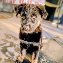'Eve' - Bi-color female German Shepherd puppy in Maricopa, Arizona from Royalty German Shepherds