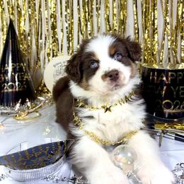 Ginny - Black tri-color female Australian Shepherd puppy in Fredericksburg, Virginia from Cooper Ridge Aussies