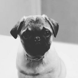 Pugs from Pugs513