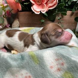 Girl 3 - Piebald female Dachshund puppy in Alice, Texas from Crimson’s longhair Dachshunds