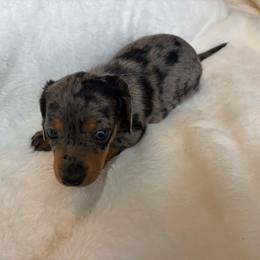 Ollie - Dapple male Dachshund puppy in Humphreys, Missouri from Foster’s Dachshunds