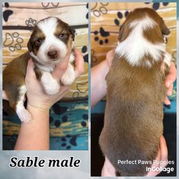 Boy 5 - Sable male Aussiedoodle puppy in Hillsboro, Illinois from Perfect Paws Puppies