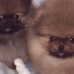 Pomeranians from Royal Tee Poms