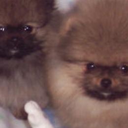 Pomeranians from Royal Tee Poms