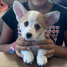 Clifford - Red male Pembroke Welsh Corgi puppy in Urbana, Ohio from Edgewood Farm and Kennel