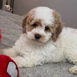 Maya - Parti Poodle puppy in Queens, New York from The 2 Musketeers_Cockapoos