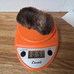 Cooper - Orange sable male Pomeranian puppy in Crivitz, Wisconsin from Royal Palace Pomeranians