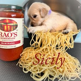 Golden Retriever Puppies from Ruff Life Goldens