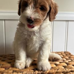 Oliver - Parti male Labradoodle puppy in Baldwin, New York from remiandraesweetdoodlesli