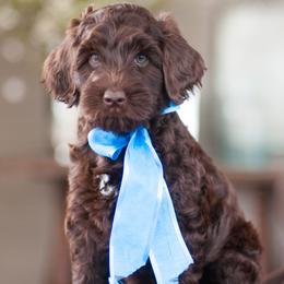 Australian Labradoodle Puppies from Hunterberry Hill Labradoodles