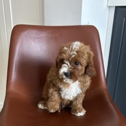 Hunter - Red male Cavapoo puppy in Mint Hill, North Carolina from DoodleForever