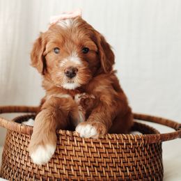 Yellow Girl - Red  female Goldendoodle puppy in Rio Linda, California from GoldendoodlePaw