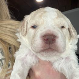 Boy 3 - Off-white male Lagotto Romagnolo puppy in Sherman, Texas from Texas Lagottos