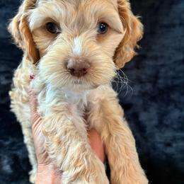 Elizabeth - Buff female Cockapoo puppy in Adrian, Oregon from ApplebyFarm