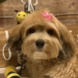 Cinnamon  - Havanese
