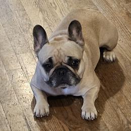 French Bulldog Puppies from Simply Kind Frenchies