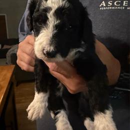 Grey Boy (Draco) - Black and white male Bernedoodle puppy in Moulton, Alabama from Triple W Doodles