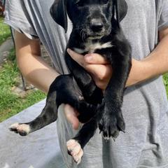 Mountain Cur Puppies from Walnut Ridge Mountain Curs