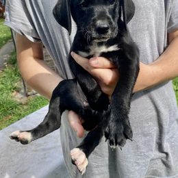 Mountain Cur Puppies from Walnut Ridge Mountain Curs