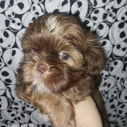 Bruce - Liver and white male Shih Tzu puppy in Arcadia, Florida from Kitsune Cuddles and kisses