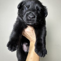 German Shepherd Puppies from Carbon Bold K9 Services