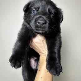 German Shepherd Puppies from Carbon Bold K9 Services