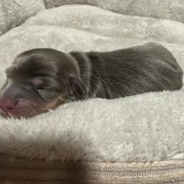 Gabby - Gray (blue) and tan female Dachshund puppy in Eufaula, Alabama from B’s Dachshunds