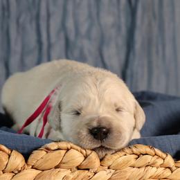 Alpine - Light golden female Golden Retriever puppy in Payette, Idaho from Stonewick Retrievers
