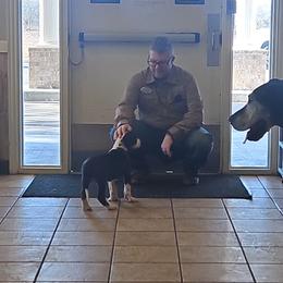 Great Dane Puppies from Pacific Blue's Danes