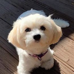 Maltese, Maltipoos, Poodles, Yorkipoos, and Yorkshire Terriers from Cudi’s Buddies