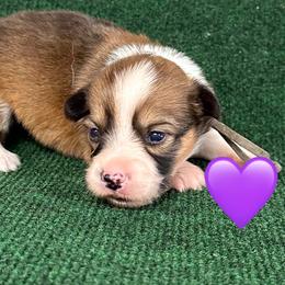 Savanna - White and red female Pembroke Welsh Corgi puppy in Hico, Texas from Chisholm Trail Kennels