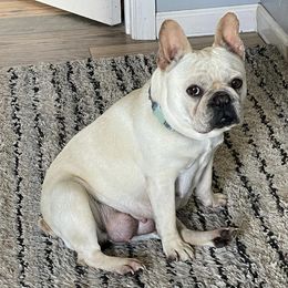 French Bulldogs from Rocktown Kennels