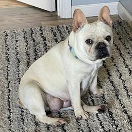 French Bulldogs from Rocktown Kennels