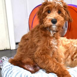 Nicki - Red  male Goldendoodle puppy in Jasper, Indiana from Hilltop Pups LLC
