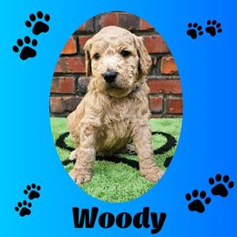 Woody - Apricot male Goldendoodle puppy in Harris County, Texas from Cute & Curly Doodles