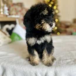 Lupin - male Golden Mountain Doodle puppy in Twin Falls, Idaho from Burrow & Bone