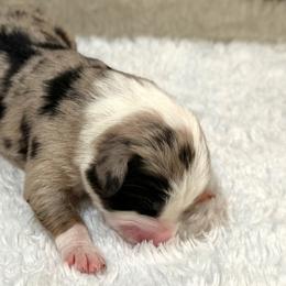 Lewis - Blue merle male Miniature Australian Shepherd puppy in Oakland, Maryland from Yarborough Kennels
