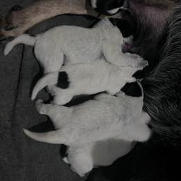 -Boy 3 - Blue male Australian Cattle Dog puppy in Kaufman, Texas from Emberwick Ranch