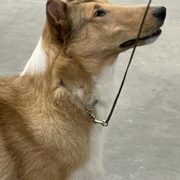 Cowboy - Collie