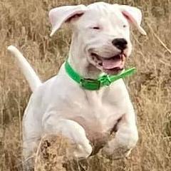 Dogo Argentinos from Northern Snow Angels Kennel