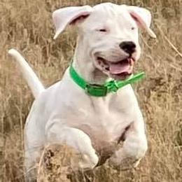 Dogo Argentinos from Northern Snow Angels Kennel