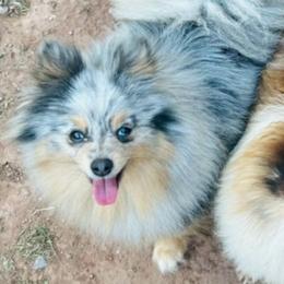 Piper - Blue merle female Pomeranian puppy in Buck Valley, Pennsylvania from Buck Valley Pomeranians